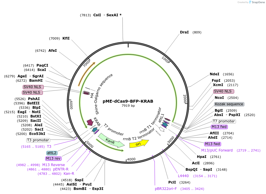 221502-plasmid-map-sequence-id-439413