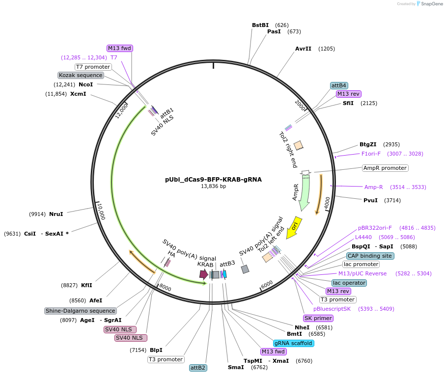 221503-plasmid-map-sequence-id-439415