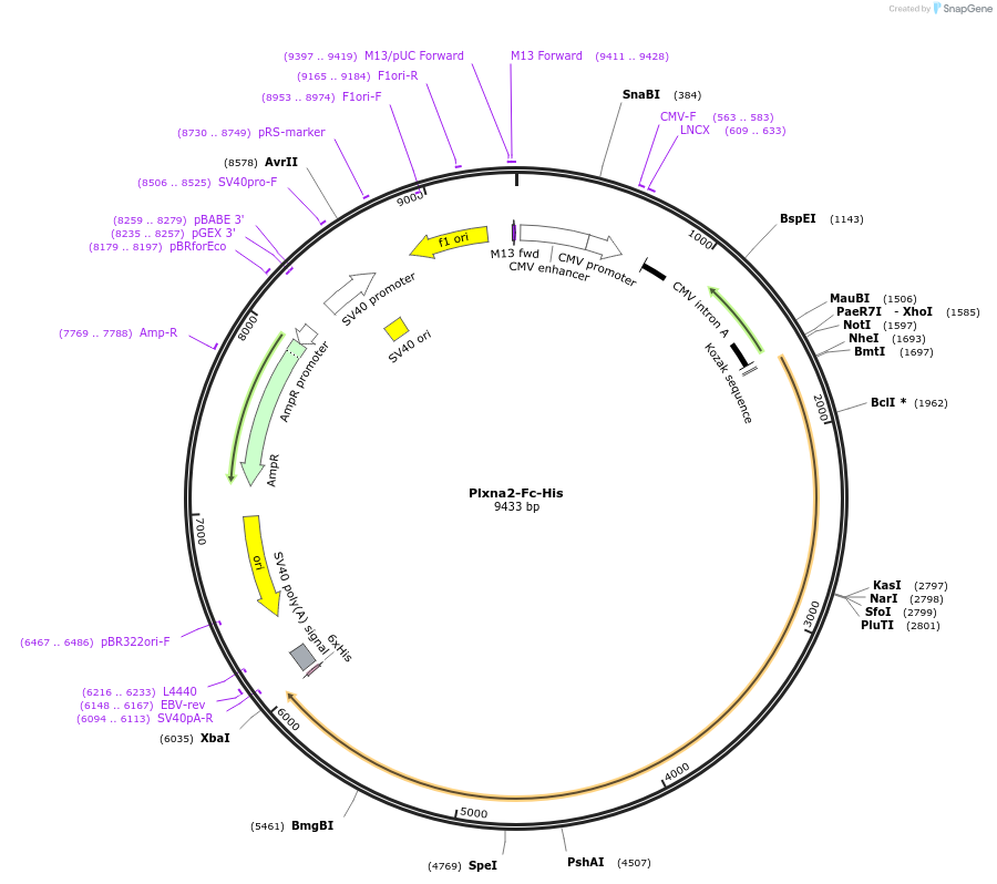 72123-plasmid-map-sequence-id-439422