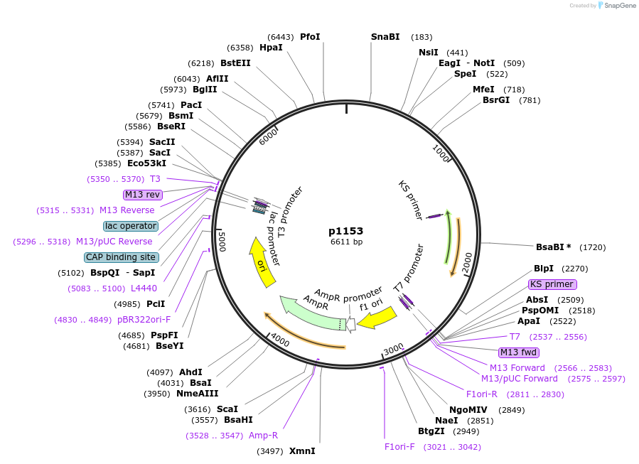 222930-plasmid-map-sequence-id-439432