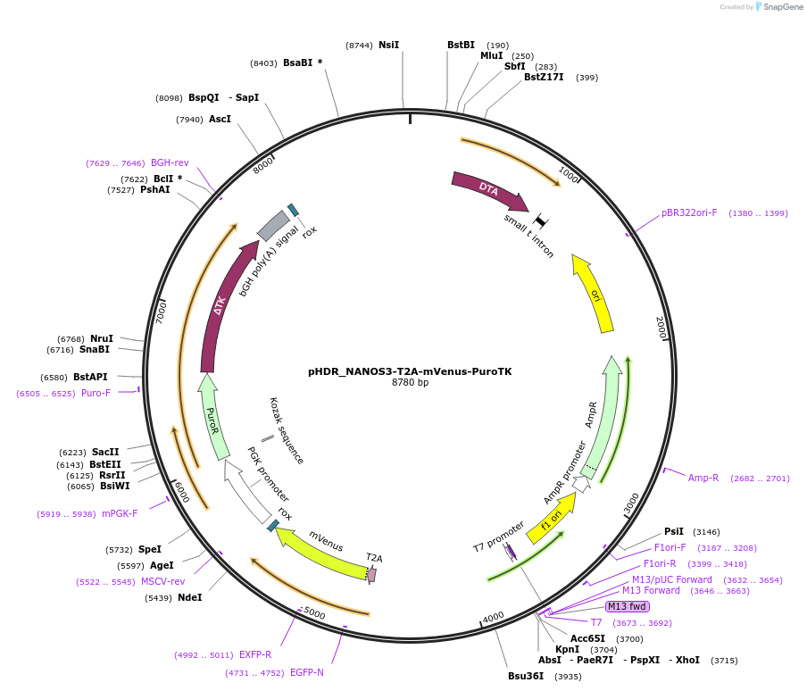 222903-plasmid-map-sequence-id-439433