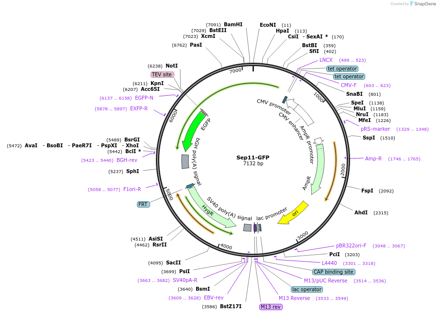 221531-plasmid-map-sequence-id-439438