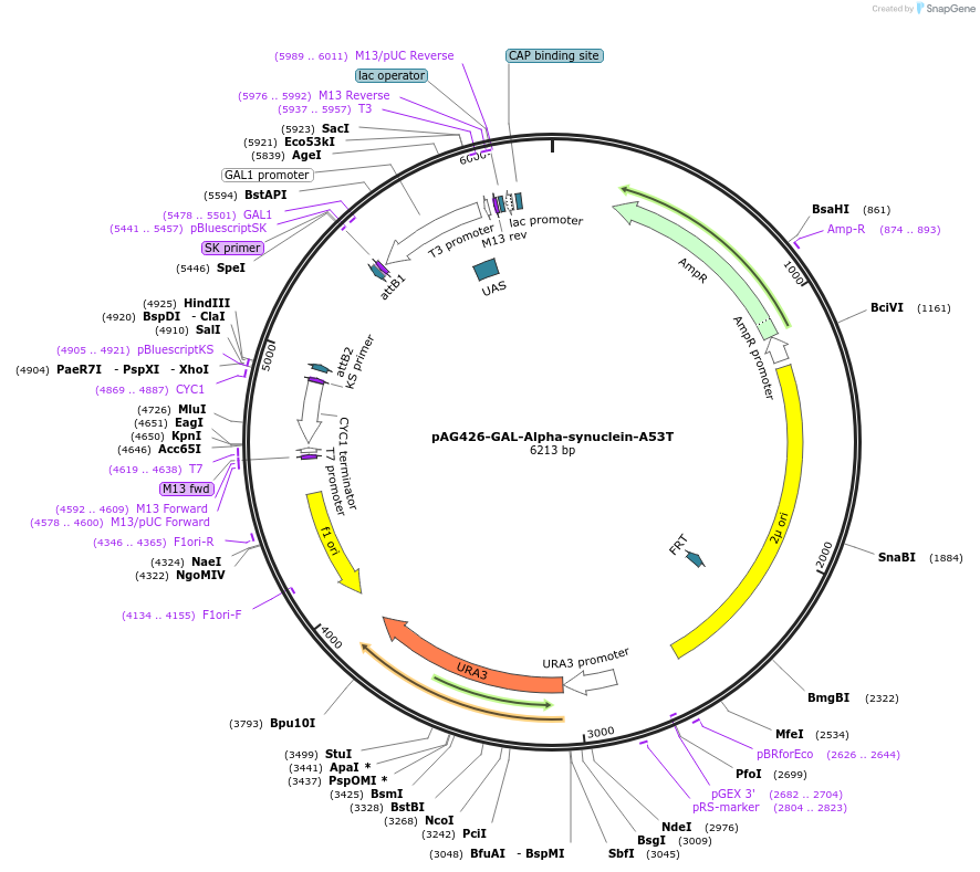 181722-plasmid-map-sequence-id-439443