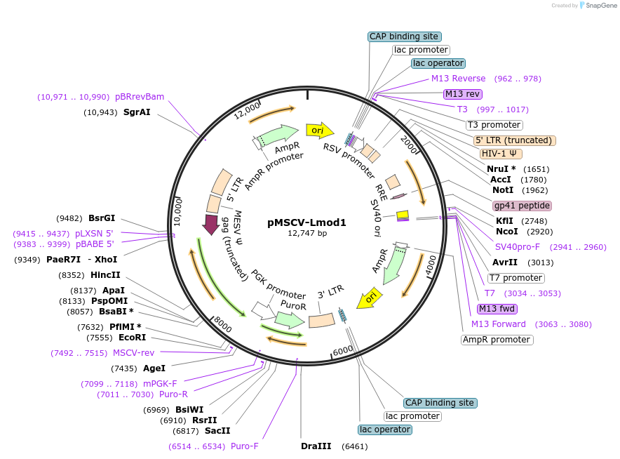 221506-plasmid-map-sequence-id-439448