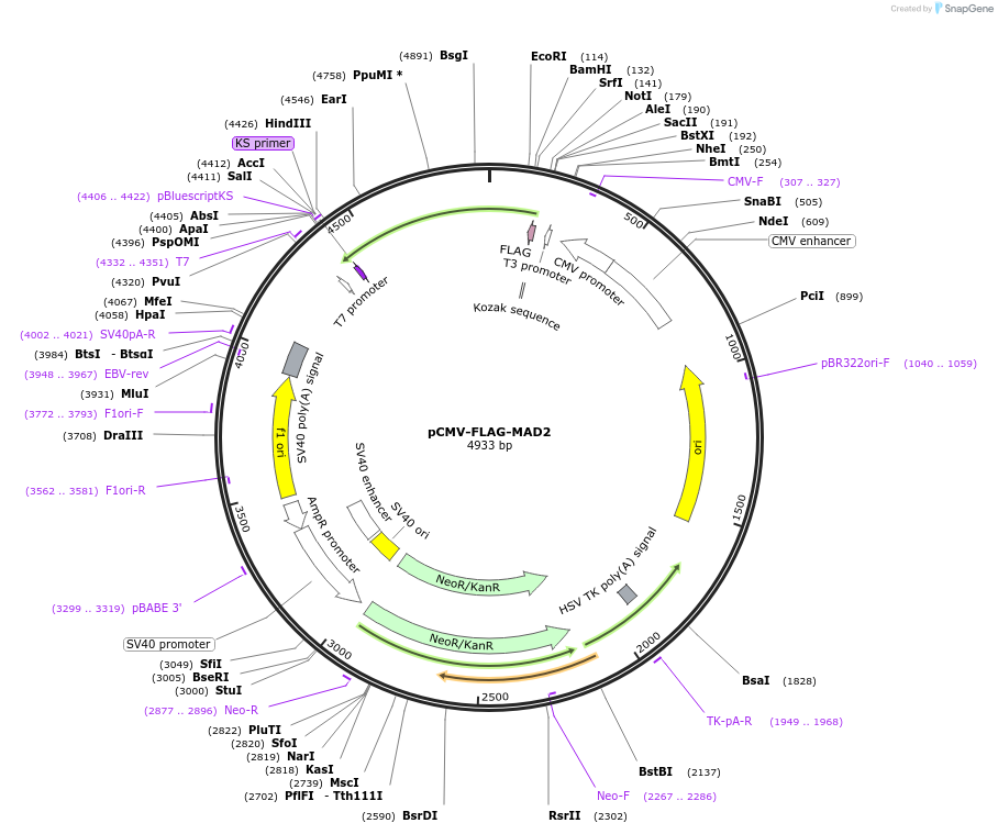 221690-plasmid-map-sequence-id-439511