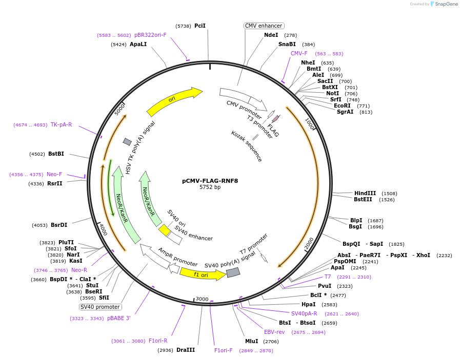 221695-plasmid-map-sequence-id-439512