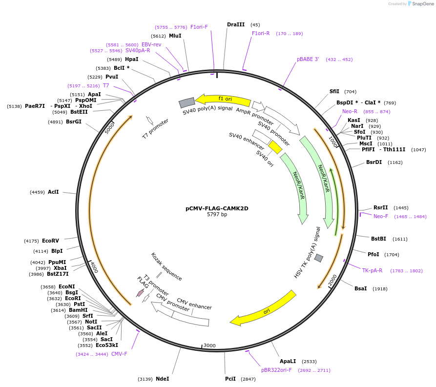 221687-plasmid-map-sequence-id-439513
