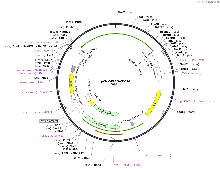 221694-plasmid-map-sequence-id-439514