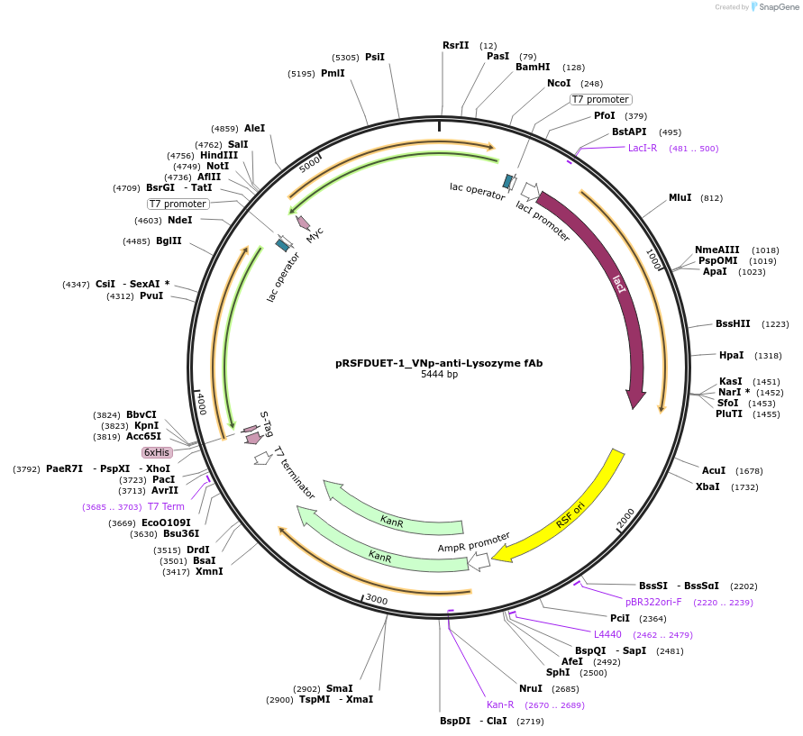 214951-plasmid-map-sequence-id-439534