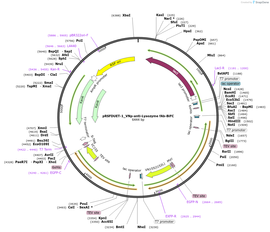 214950-plasmid-map-sequence-id-439535