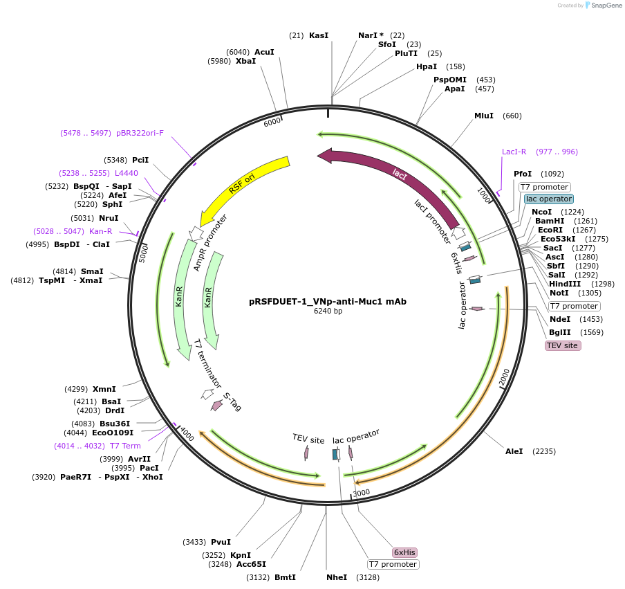 214954-plasmid-map-sequence-id-439536