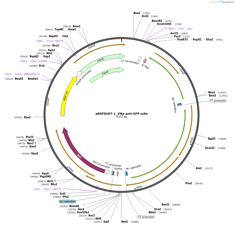 214955-plasmid-map-sequence-id-439537