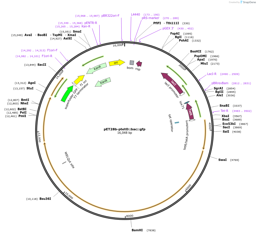 217882-plasmid-map-sequence-id-439538