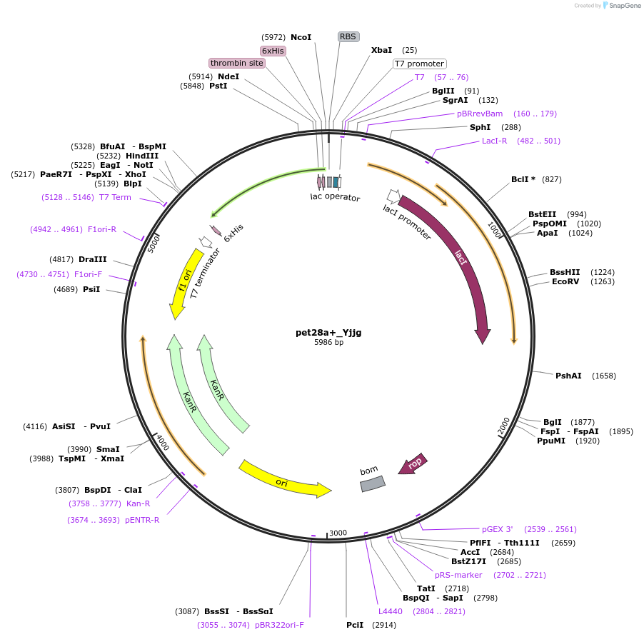 220228-plasmid-map-sequence-id-439539