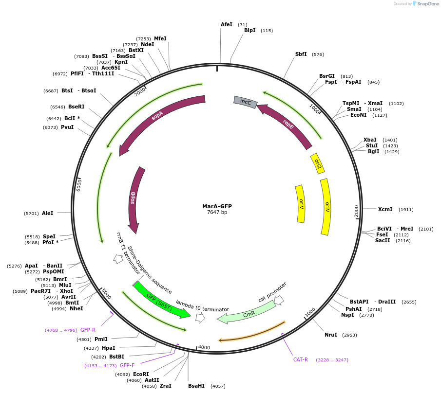 220159-plasmid-map-sequence-id-439541