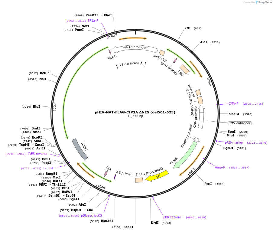 222625-plasmid-map-sequence-id-439556
