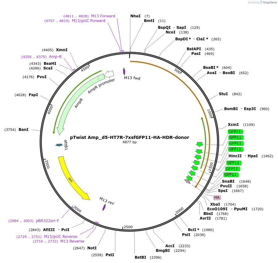 221818-plasmid-map-sequence-id-439560
