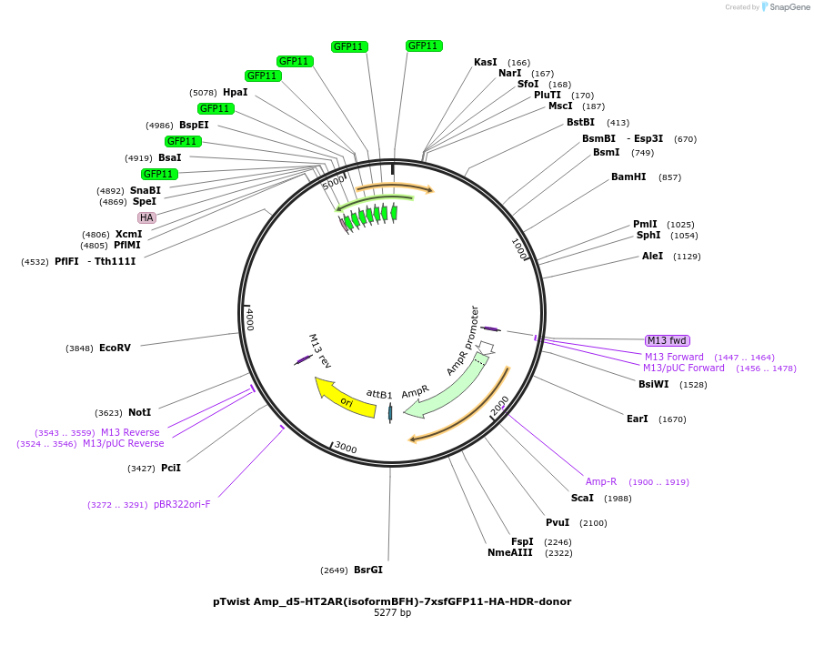 221839-plasmid-map-sequence-id-439689
