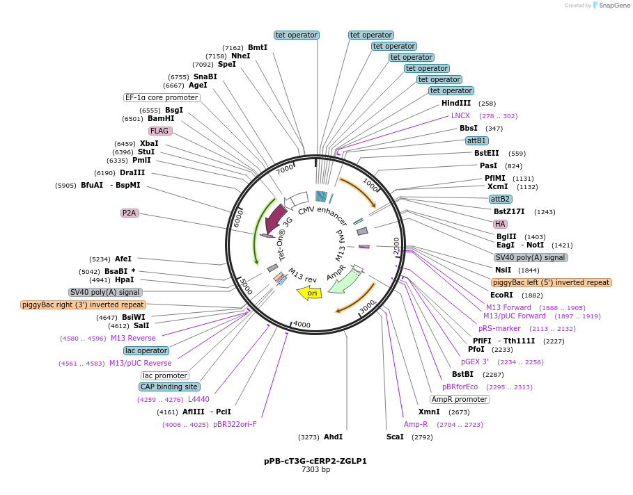 222926-plasmid-map-sequence-id-439806