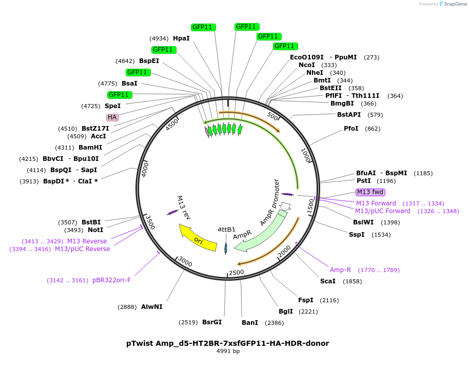 221833-plasmid-map-sequence-id-439811
