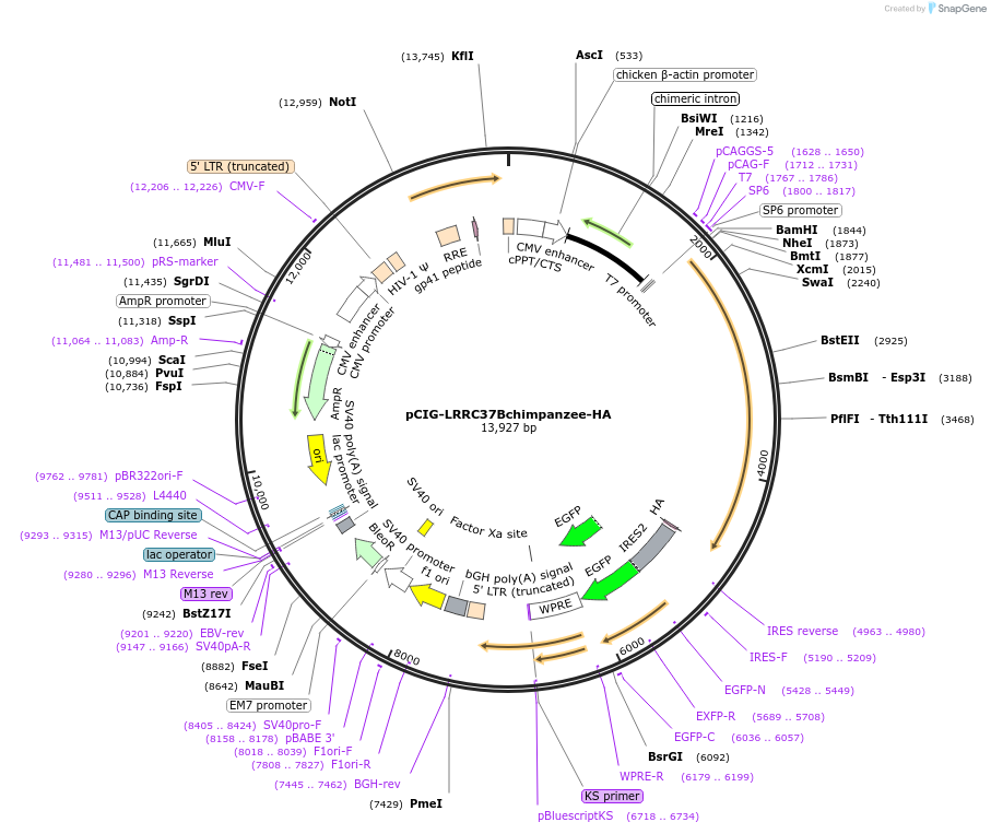 220794-plasmid-map-sequence-id-439817