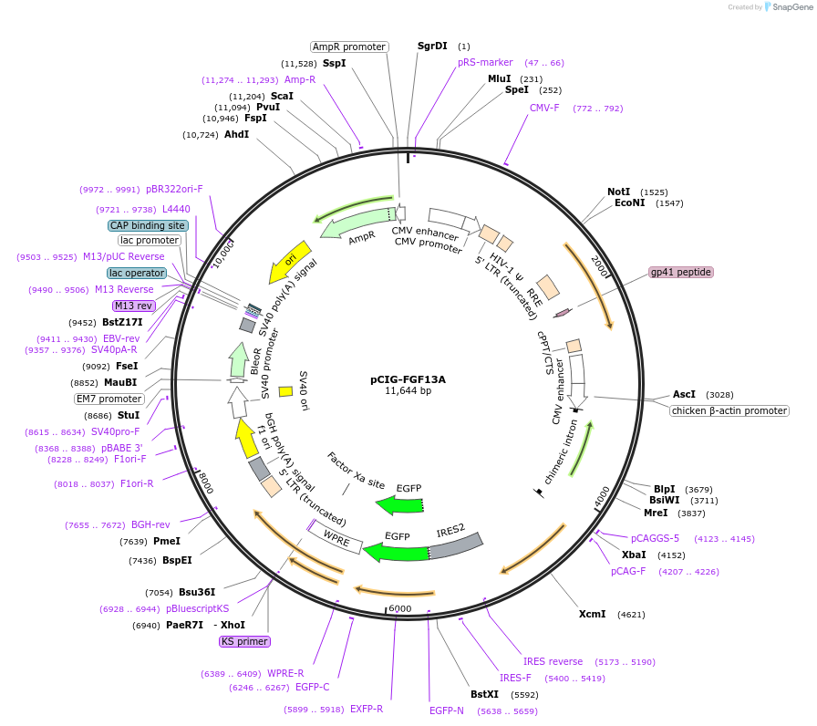 220793-plasmid-map-sequence-id-439850