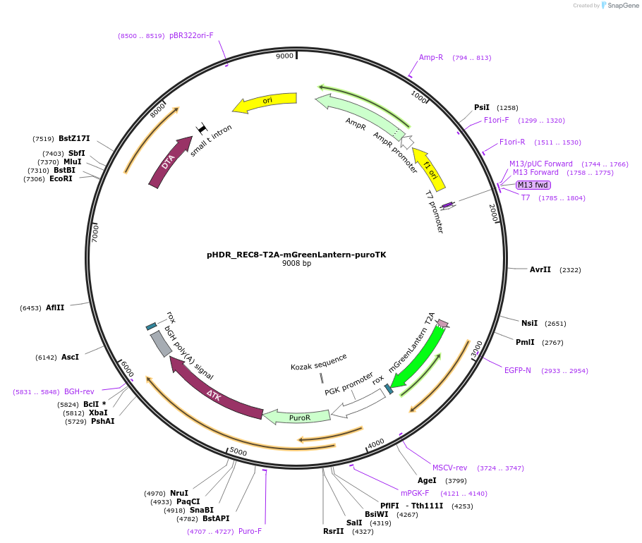 222521-plasmid-map-sequence-id-439867