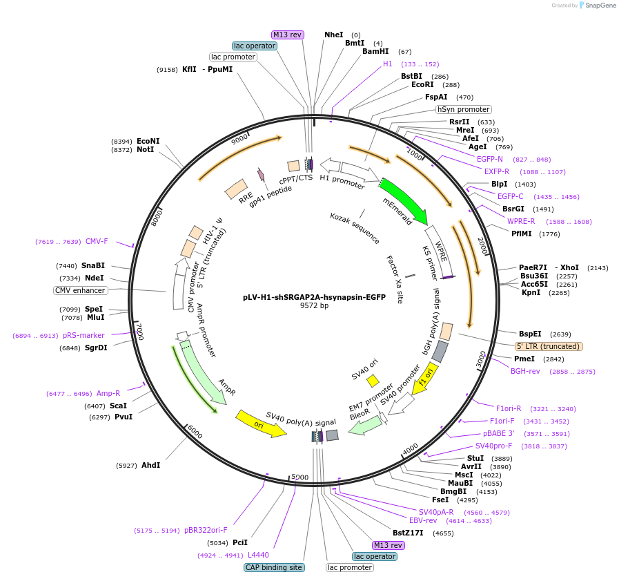 220798-plasmid-map-sequence-id-439873