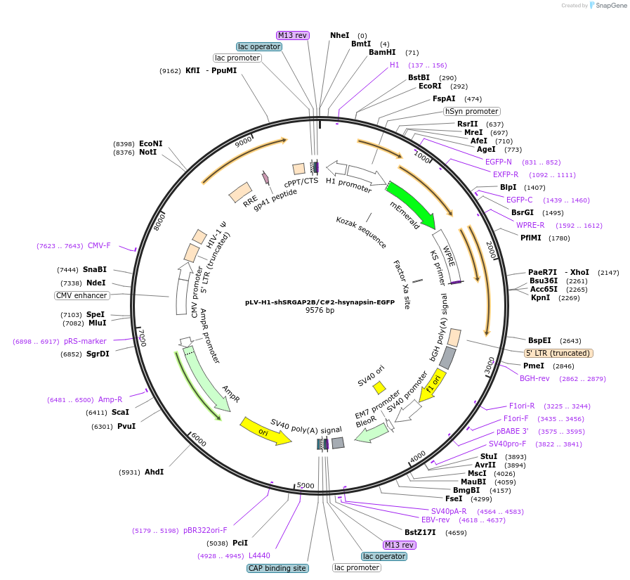 220797-plasmid-map-sequence-id-439875