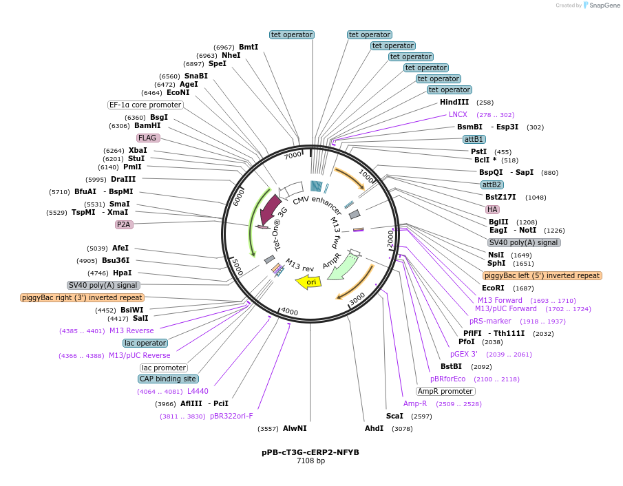 222561-plasmid-map-sequence-id-439876