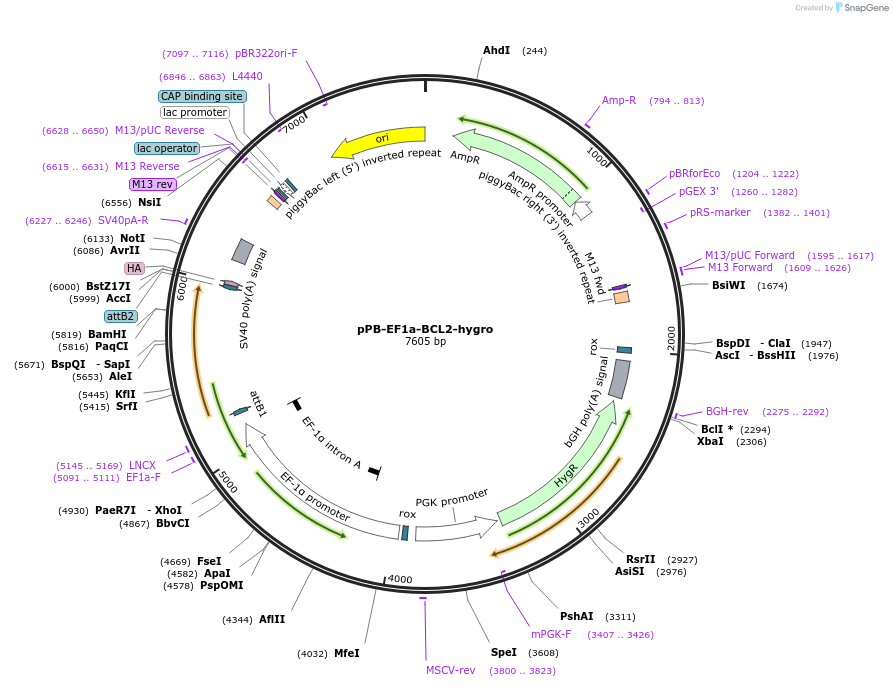 222581-plasmid-map-sequence-id-439881