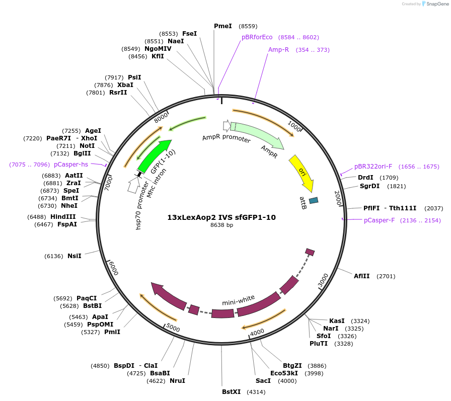221834-plasmid-map-sequence-id-439884