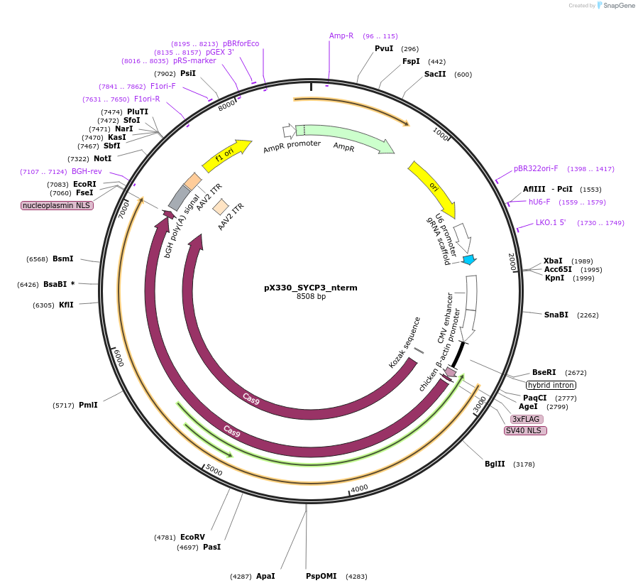 222524-plasmid-map-sequence-id-439885