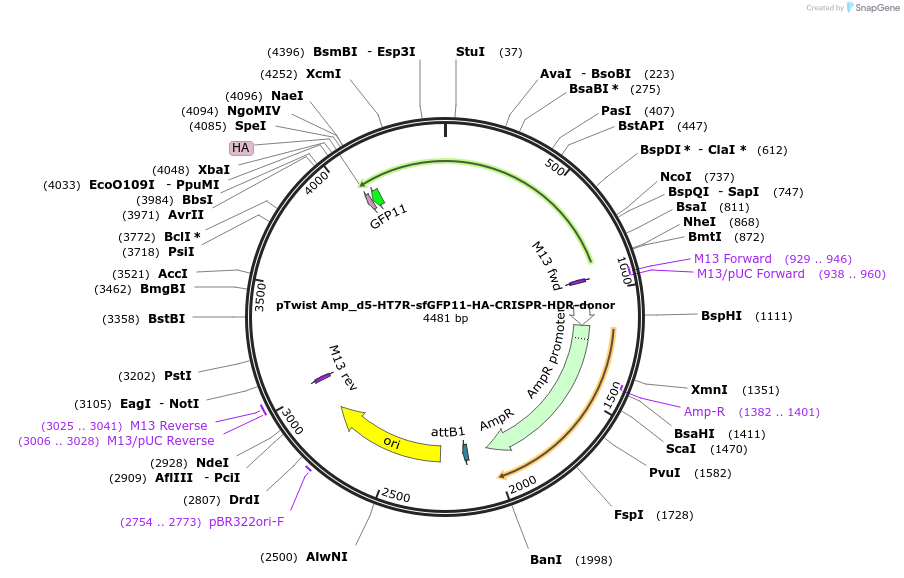 221819-plasmid-map-sequence-id-439892