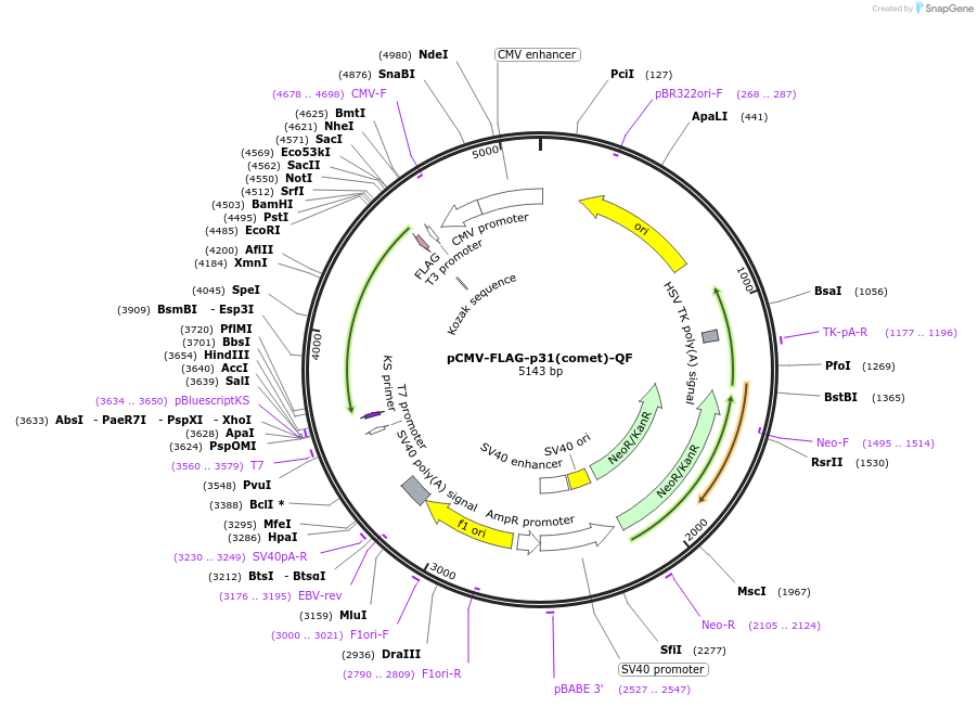 221693-plasmid-map-sequence-id-439897