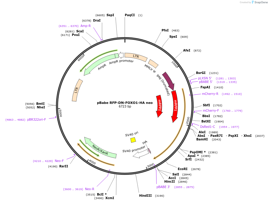 45813-plasmid-map-sequence-id-439927