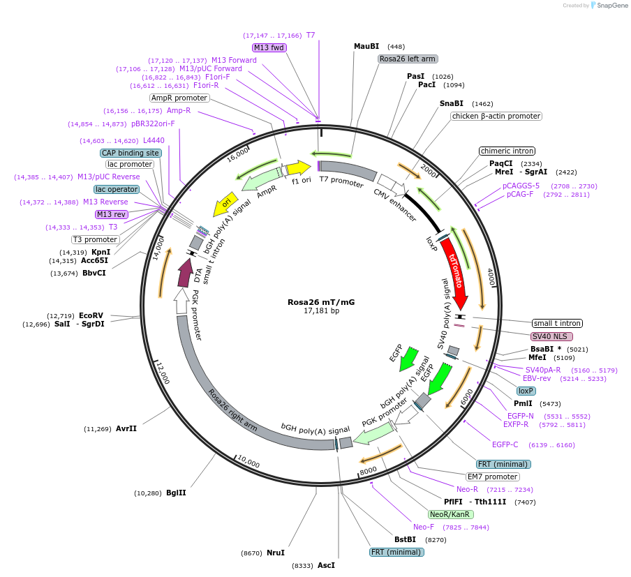 17787-plasmid-map-sequence-id-439990