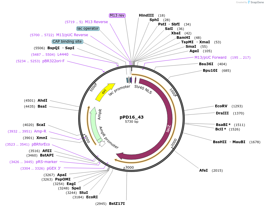 1433-plasmid-map-sequence-id-44