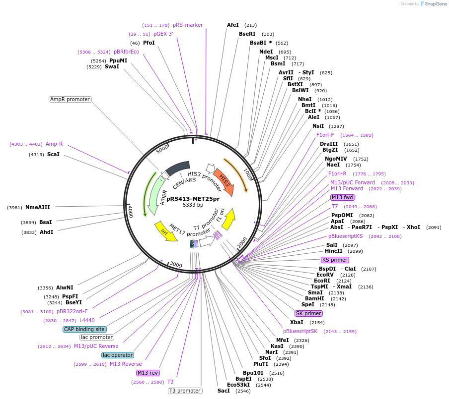 221103-plasmid-map-sequence-id-440006