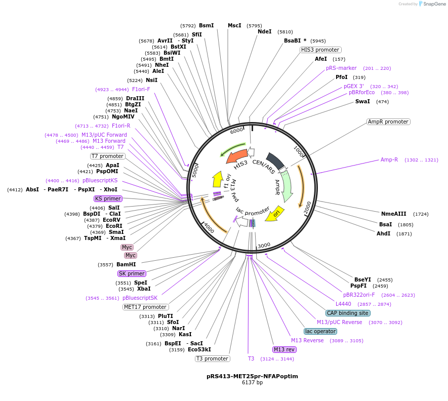 221104-plasmid-map-sequence-id-440007