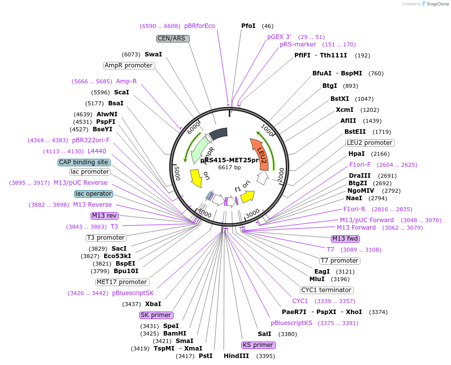 221100-plasmid-map-sequence-id-440009