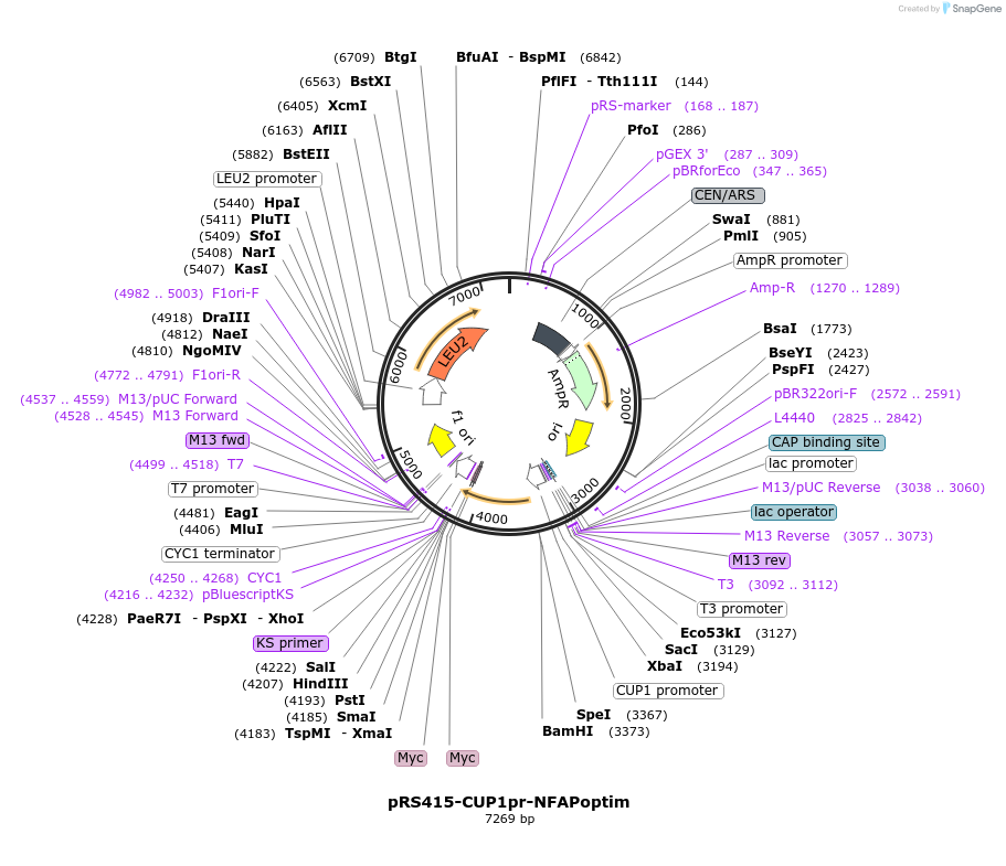 221107-plasmid-map-sequence-id-440010