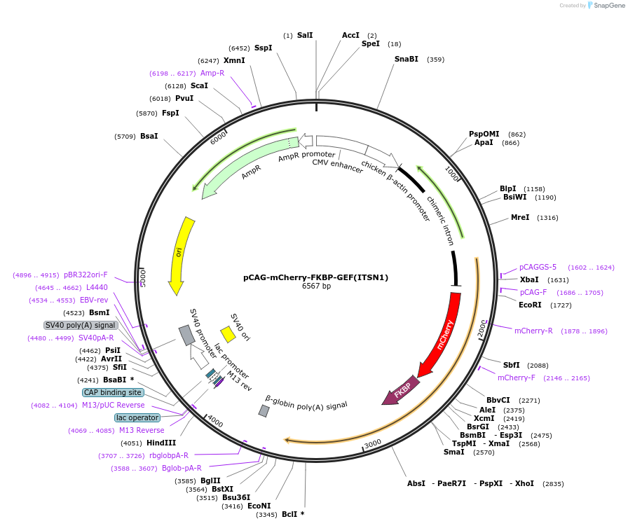 222631-plasmid-map-sequence-id-440011