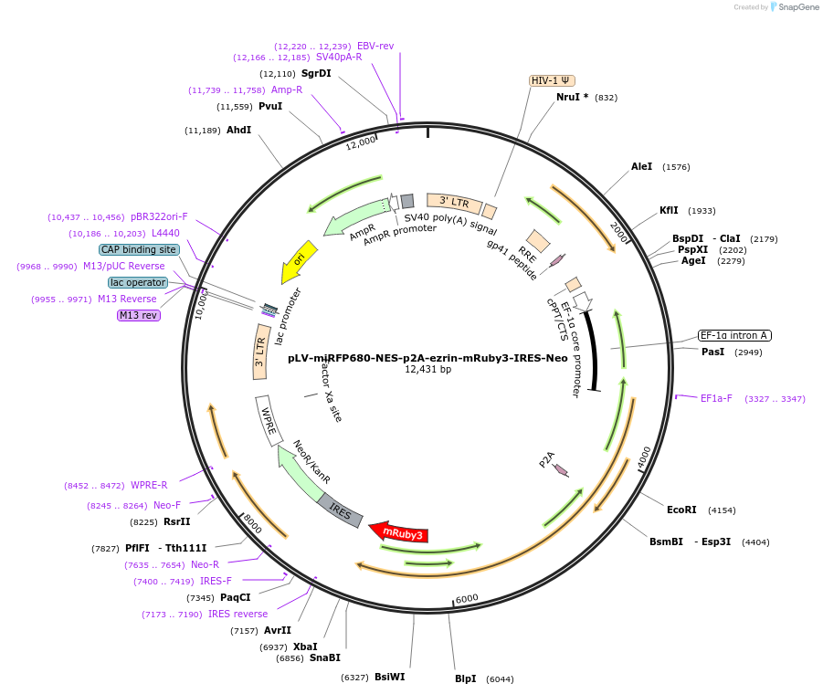 222636-plasmid-map-sequence-id-440014