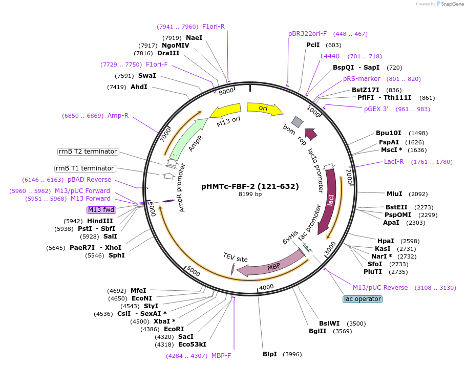 218664-plasmid-map-sequence-id-440078
