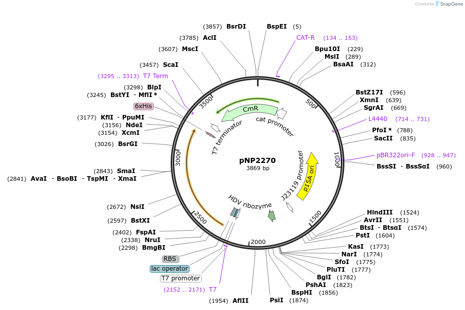 222733-plasmid-map-sequence-id-440086