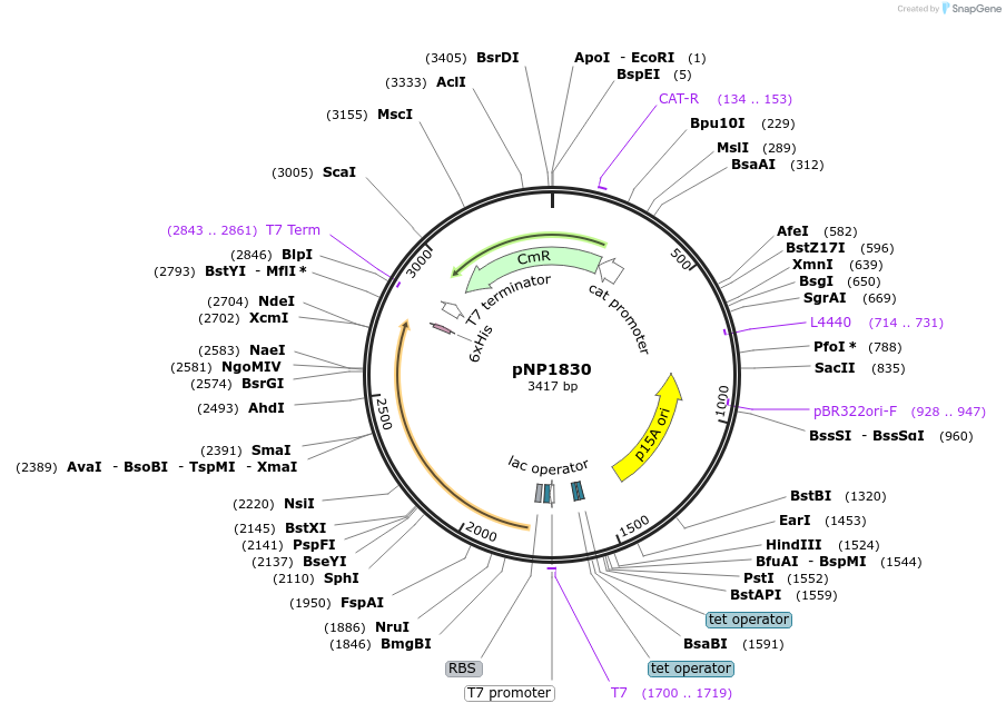 222728-plasmid-map-sequence-id-440087