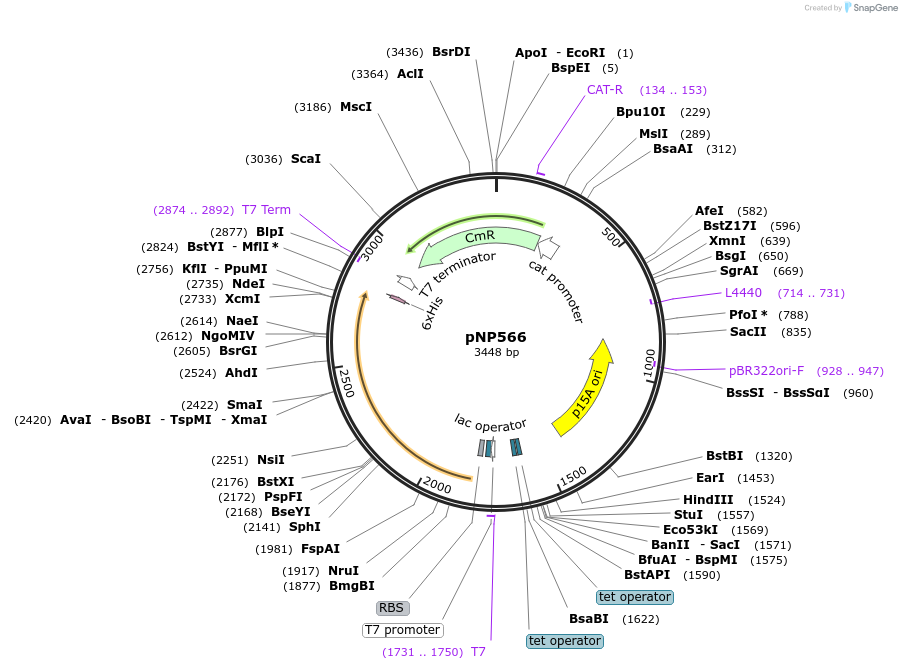 222724-plasmid-map-sequence-id-440090