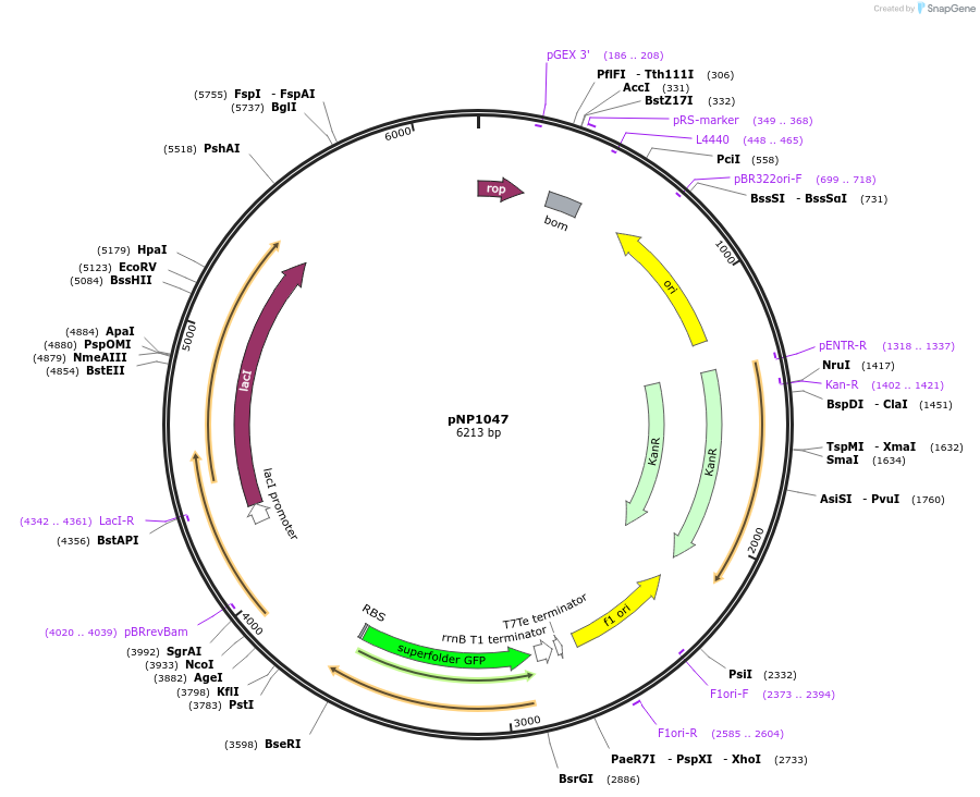 222726-plasmid-map-sequence-id-440097