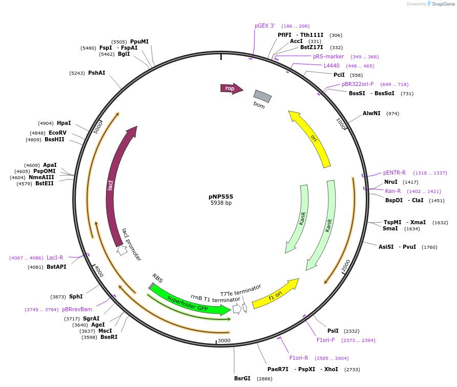 222722-plasmid-map-sequence-id-440101